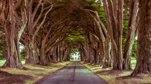 tree lined road 
