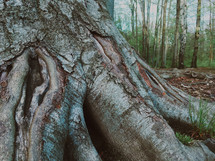 tree roots 