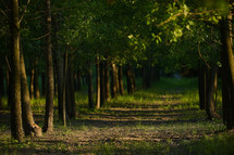 Green Forest and Path with Sunlight in Summer