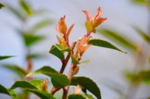 young red leaves on a budding bush 
