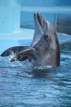 playful dolphin 