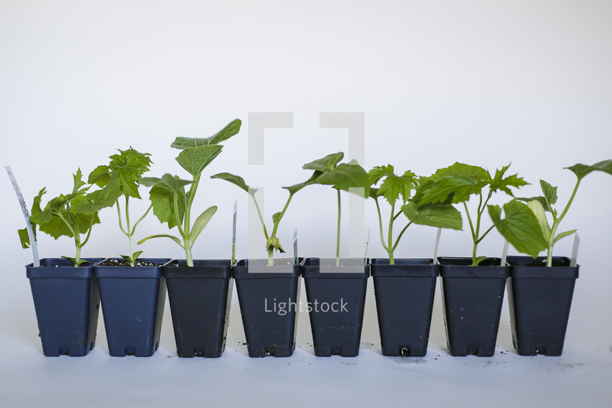 seedlings in pots 