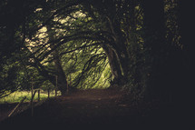 path under a tree 