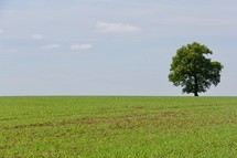 lone tree in a green field 
