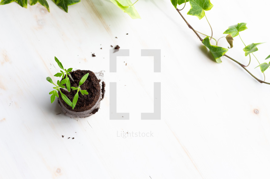 seedlings on a white background 