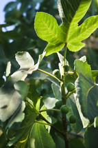green fig leaves 