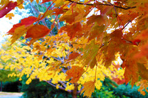 Golden and orange fall foliage leaves on a tree in Virginia showing off beautiful colors before Winter arrives.  