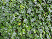 ivy hedera plant useful as a background