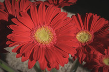 red gerber daisies 