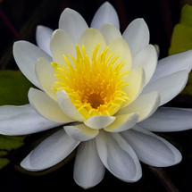 a white lotus flower 