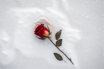 A single red rose in snow