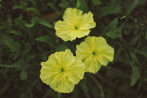 yellow flowers on the ground 