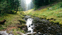 stream through a forest 