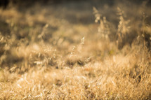 dry grasses in a a field background 