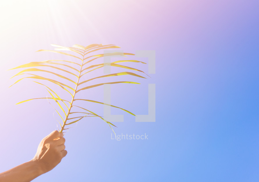 holding up a palm frond in bright sunlight 