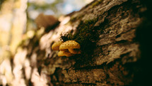 mushrooms on the side of a fallen tree 