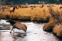 elk in a stream 