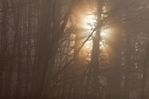 sunlight glowing through tree branches in a foggy forest