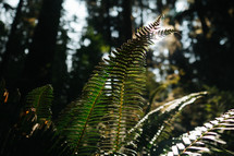 sunlight on ferns 