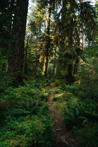 dense forest 