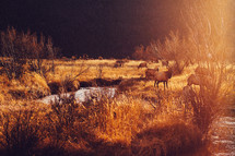 caribou in a field 