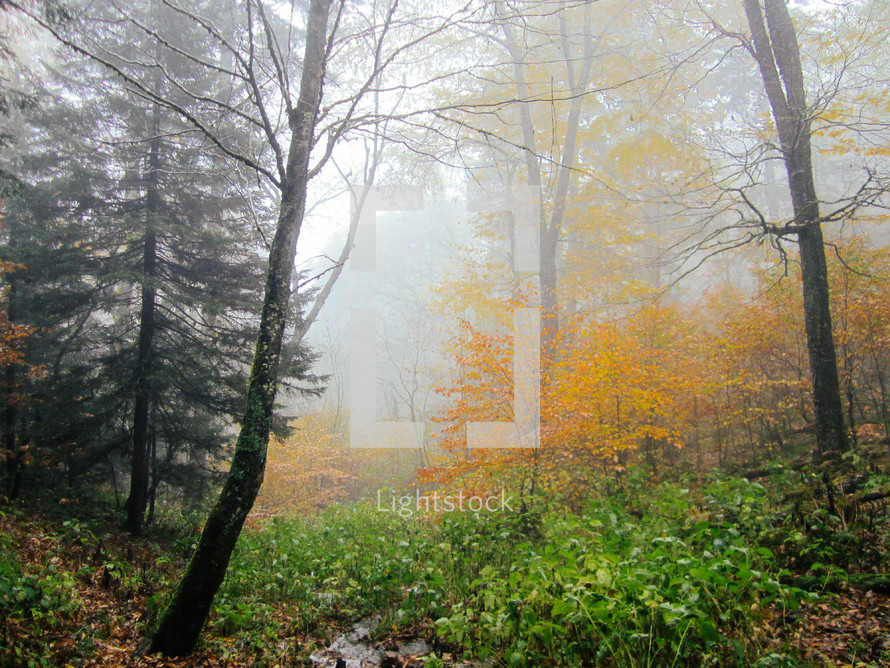 fog in a fall forest 