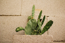 cactus in a mason block 