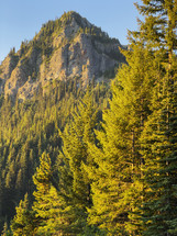 evergreen forest in the mountains 