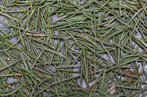 green pine needles 