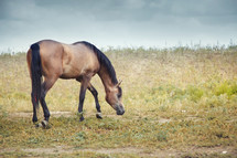 a brown horse in a pasture 