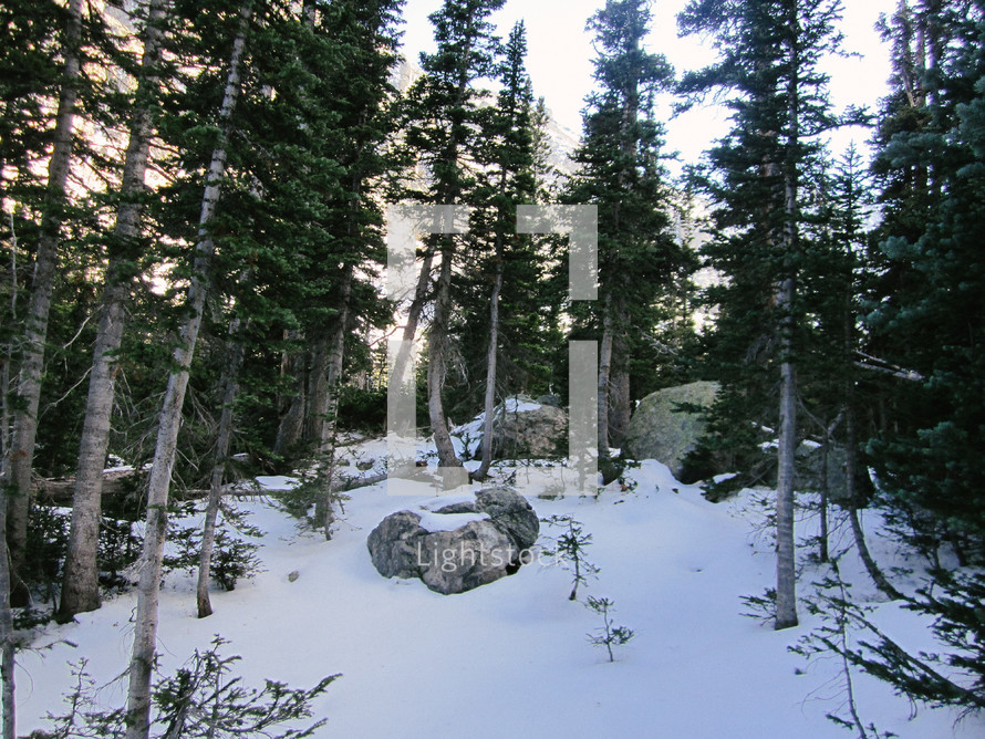 snow on a slope in a forest in winter 