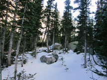 snow on a slope in a forest in winter 
