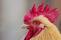 Closeup of rooster