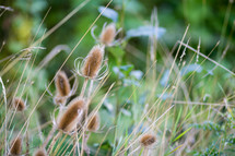 plants and grasses on the ground in a field 