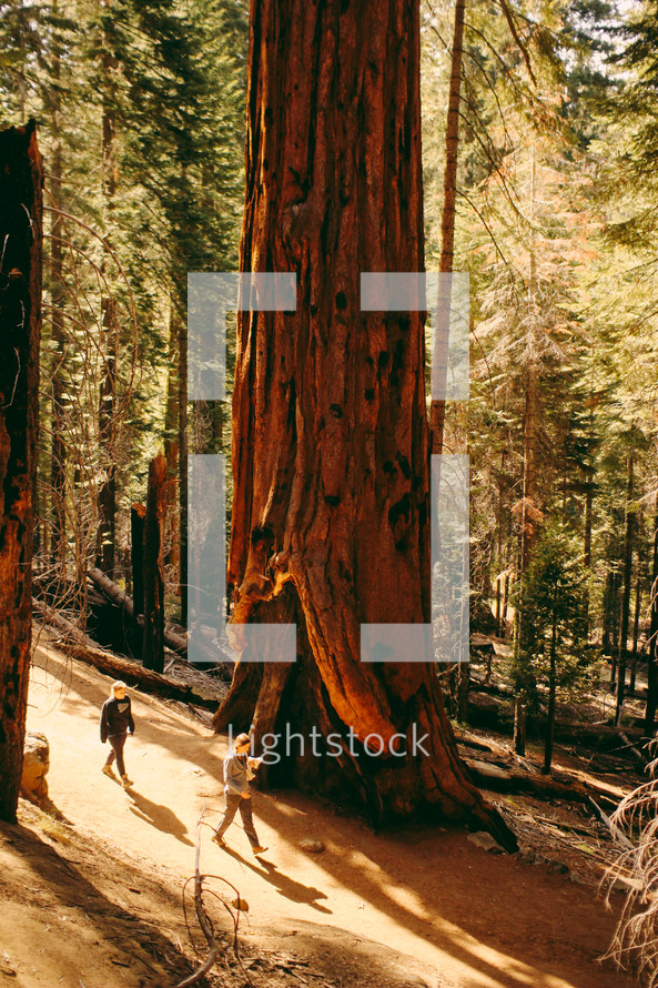 walking beside a giant redwood tree 