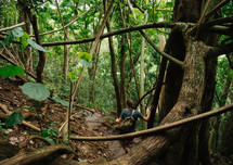 woman hiking through the jungles 