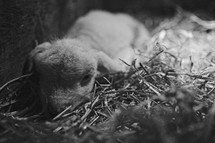 a sleeping lamb
