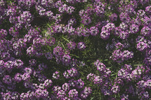 purple alyssum