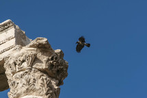 bird flying over ruins in Jordan 