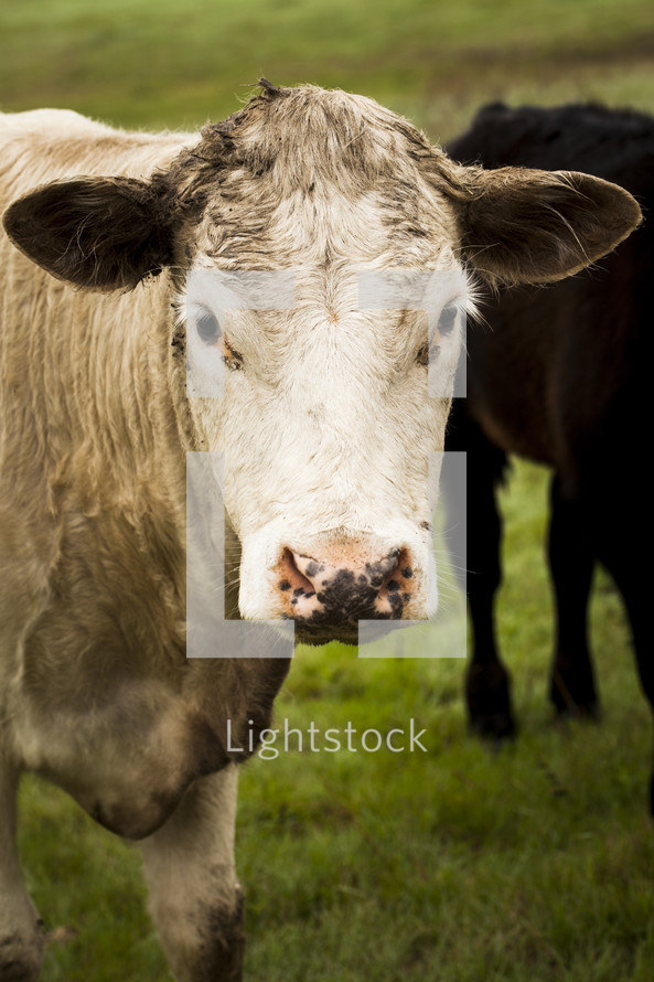 cow and calf in a pasture 