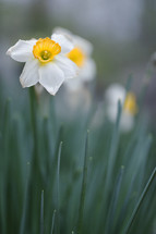 spring daffodils 