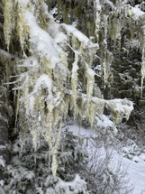 Snowy Spanish moss covered in snow hanging on a fir tree in the wilderness.