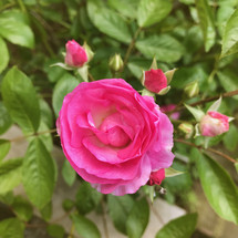 pink rose in a garden 