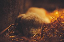 newborn lamb under a heat lamp 