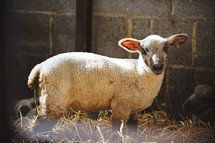a young lamb 