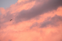 soaring seagull at sunset 