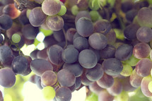 grapes background 