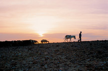 A shepherd leading his sheep at sunset