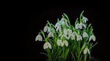 Tender snowdrops flowers blooming fast on black background in spring nature Time-lapse
