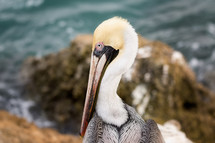 pelicans 